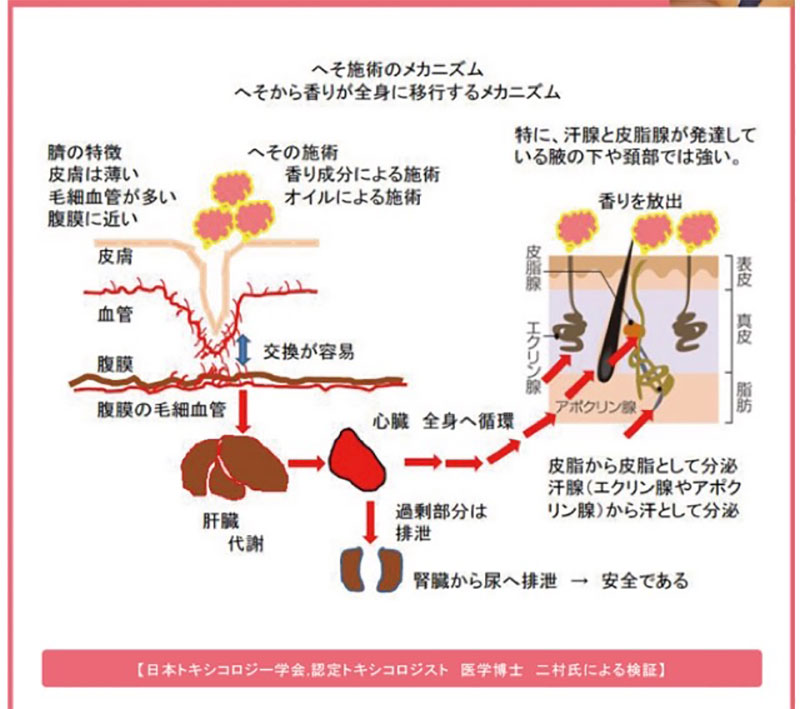 へそのメカニズム